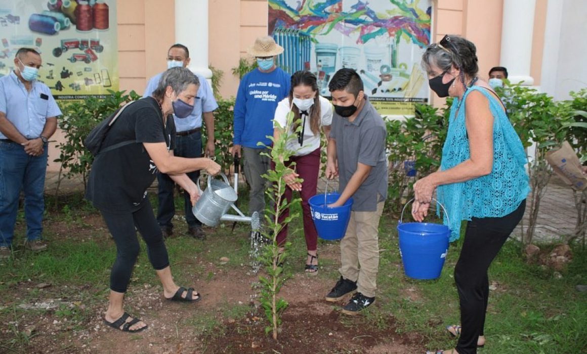 Plantan especie nativa en Paseo de Montejo para celebrar Día del Árbol -  Noticias de Yucatán