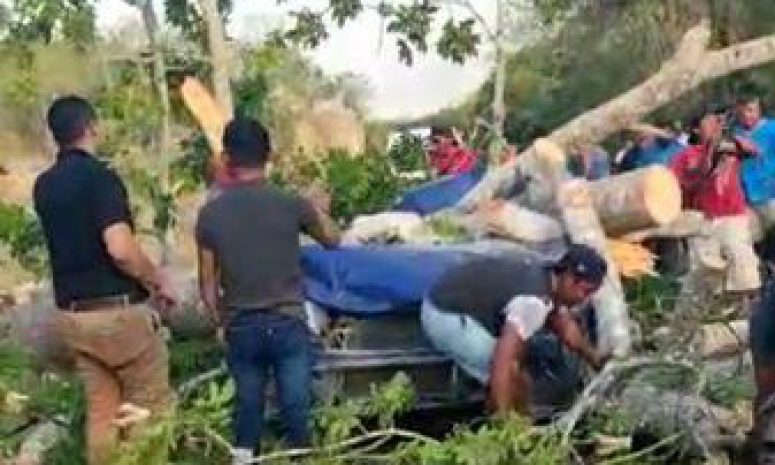 Muere mujer al caer árbol de ceiba sobre su vehículo