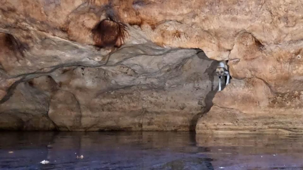 Rescatan a “Shakira” en las grutas de Tzabnah - Noticias de Yucatán