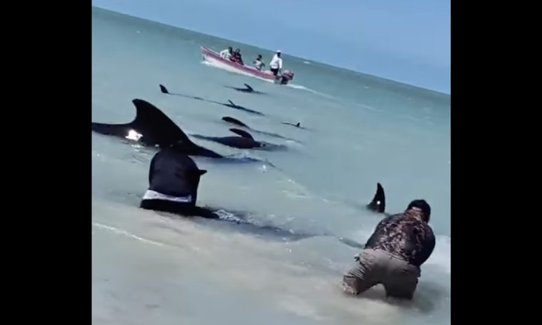 Rescata Marina a ballenas piloto varadas en Celestún
