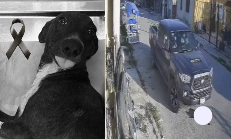 Revela necropsia que Negrita no murió por atropellamiento