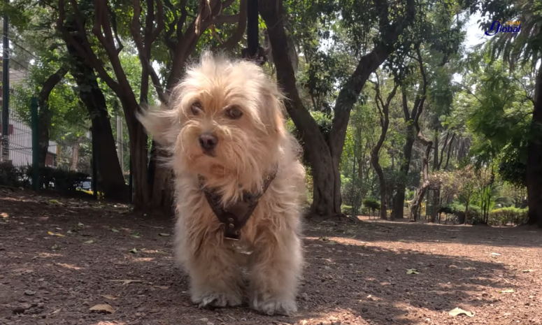 ¿Cómo mejorar la calidad de vida un perro en su vejez?
