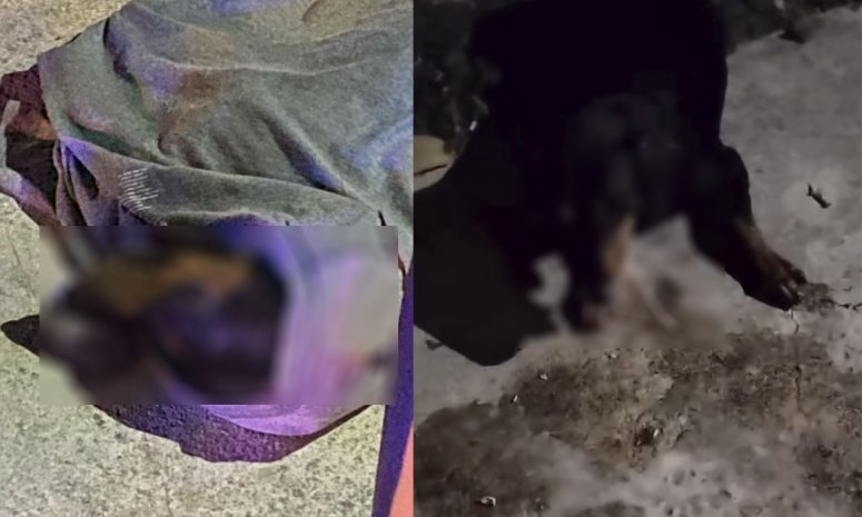 Denuncian envenenamiento masivo de animales en Kanasín