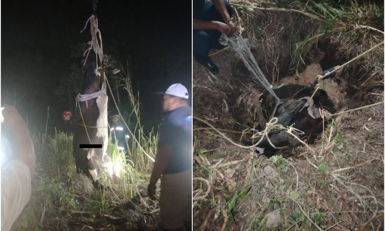 Rescatan a toro que cayó en una hoyo en Umán