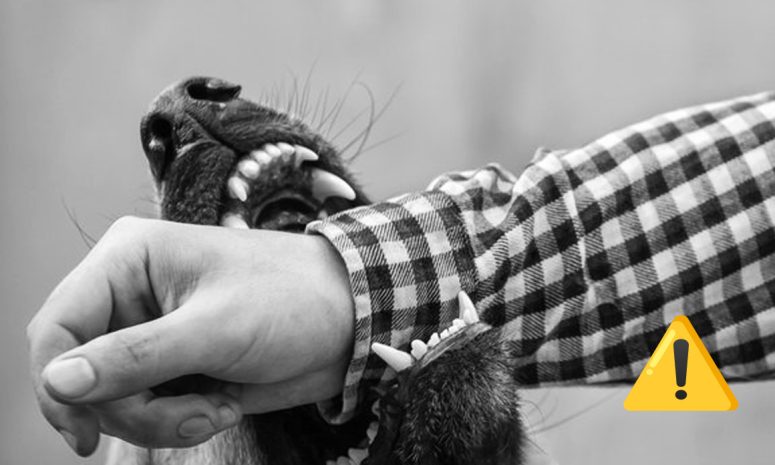Incrementan casi 9% las mordeduras de perros en Yucatán