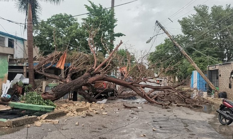 Lluvia dejó varios árboles caídos en Yucatán