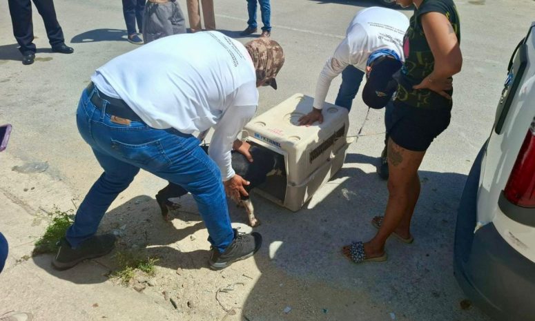 Condenan maltrato animal tras viralizarse caso en Playa del Carmen