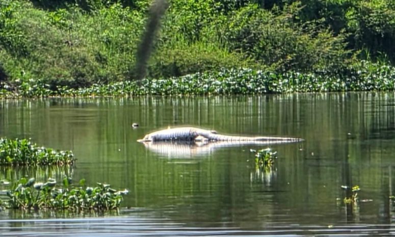 Encuentran cocodrilo muerto en canal de Guerrero
