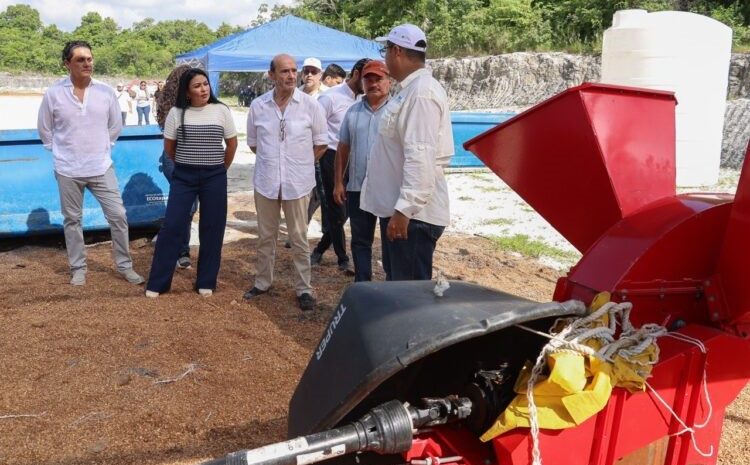 Quintana Roo crea primera planta que convierte sargazo y lodos en energía limpia