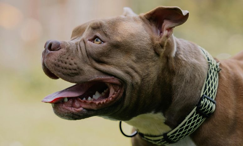 Perro pitbull defiende su hogar y frustra robo en el municipio de Kanasín
