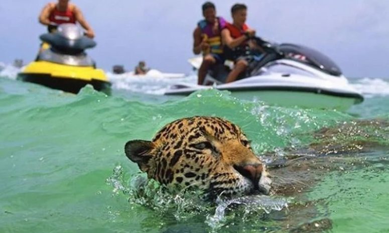 Profepa evalúa estado de jaguar en Cancún tras historial de anomalías