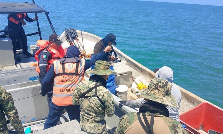 Retienen 835 kilos de ostión en operativo en Campeche