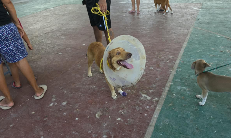 Vacunan contra la rabia a 140 mascotas por día en Chetumal