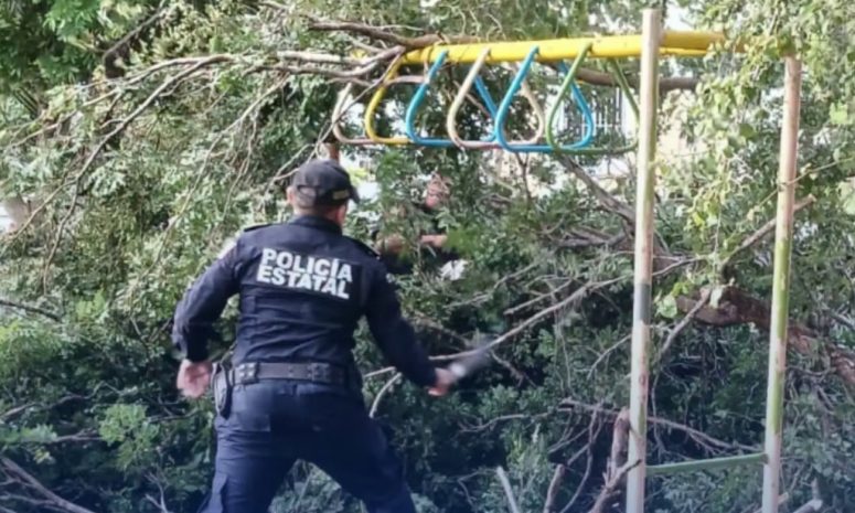 Cae enorme árbol sobre zona infantil en parque del poniente de Mérida