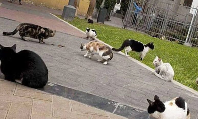 Investigan presunto envenenamiento masivo de gatos en Jalisco