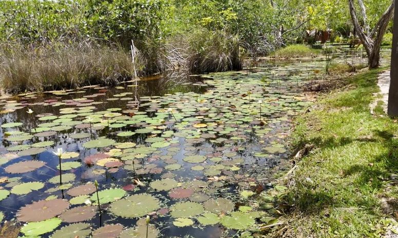 Descartan ameba comecerebros en Quintana Roo