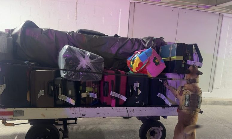 Binomio canino de la Marina detecta presunta droga en Aeropuerto de Mérida