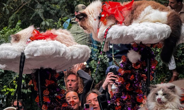 Conquistan perritos disfrazados el corazón de Manhattan